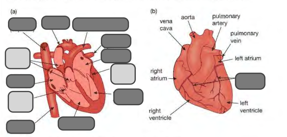 <p><span style="background-color: transparent;">Label the parts of the heart</span></p>