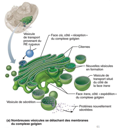 <p>Stockage, transport et maturation</p><p>Empilement de sacs membraneux aplatis, citernes et vésicules.</p><p>Sa fonction principale est de :</p><ul><li><p>Stocker,</p></li><li><p>Transformer les protéines (provenant du RE rugueux) et</p></li><li><p>Les Lipides (provenant du RE lisse) puis</p></li><li><p>Les Expédiés hors de la cellule.</p></li></ul><p>Les vésicules :</p><ul><li><p>Qui acheminent les protéines immatures sont appelées vésicules de transport ,</p></li><li><p>Tandis que celles qui en sortent sont appelées vésicules de sécrétion .</p></li></ul><p>Présentes dans les terminaux pré-synaptiques des neurones, elles stockent des neurotransmetteurs</p><p>Déplacent des molécules à l'intérieur de la cellule.</p>