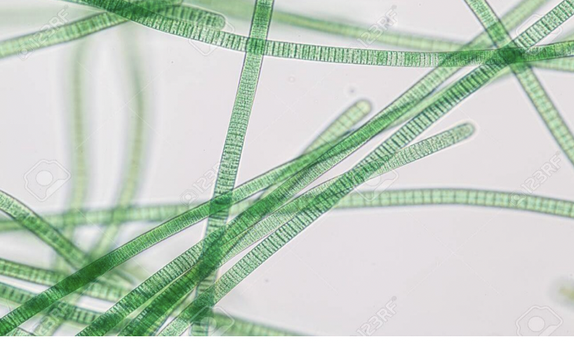 <p><mark data-color="rgba(0, 0, 0, 0)" style="background-color: rgba(0, 0, 0, 0); color: inherit;">long, unbranched, blue-green to olive-green filaments (trichomes) composed of beaded or barrel-shaped cells, often described as a string of beads</mark><span>. Larger and thicker walled</span></p>