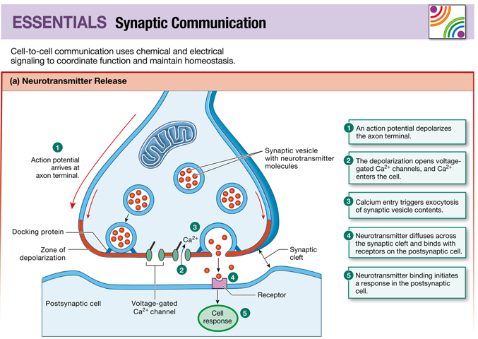 <p>interstitial space: ECF, Diffusion</p>