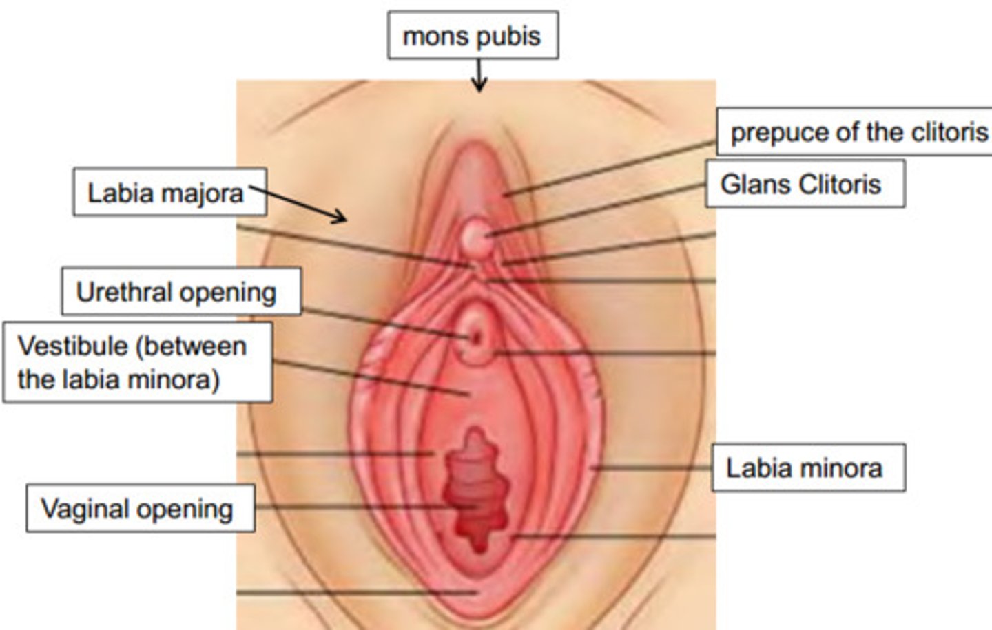 <p>the smaller inner folds of the vulva.</p>