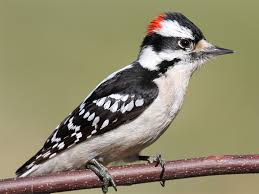 <p>what bird is this</p>