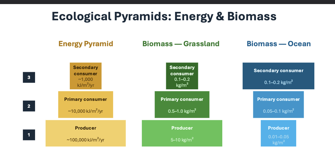 <p>Why is there a inversion in the ocean biomass</p>