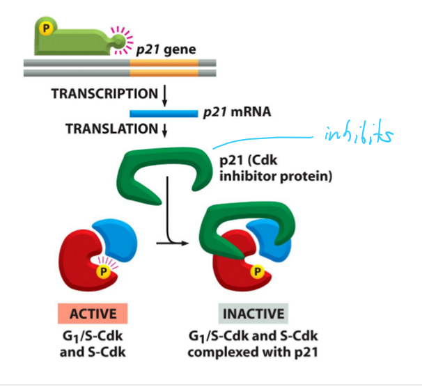 <p>A CKI (<span>Cyclin-dependent kinase inhibitor proteins)</span> for G1/S-Cdk and SdK</p>
