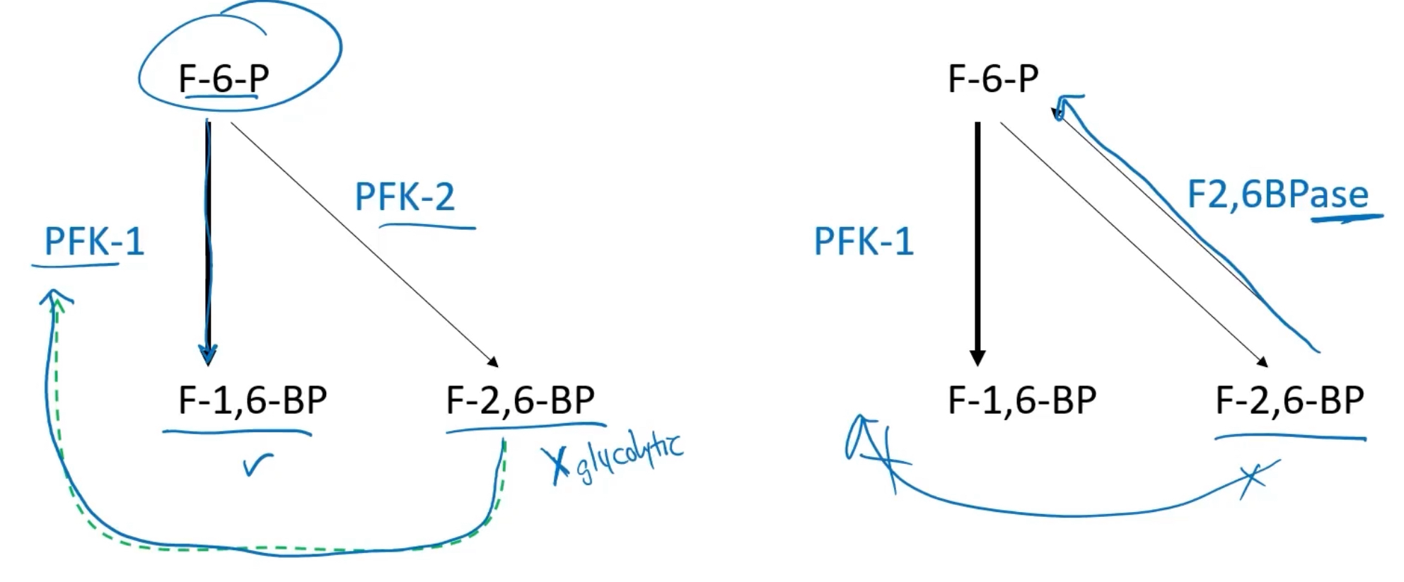 <p>We start with fructose 6-phosphate (F-6-P) and most of it is used to produce Fructoe-1,6-bisphosphate (F-1,6-BP) VIA PFK-1. This is apart of the glycolyic pathway., but a little bit go a side reaction can produce fructose-2,6-bisphosphate via PFK-2, which is not apart of the glycolytic pathway.</p><p>-F-2,6-BP will allosterically bind to PFK-1 to increase PFK-1 affinity for F-6-P and continue glycolysis. If we have abundant F-2,6-BP (do not need to continue glycolysis), then enzyme F2,6BPase will convert F-2,6-BP back into F-6-P, to prevent the increae of glycolysis. </p><p>This is a regulator. </p><p></p>