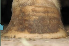 <p>How would you describe this hoof? What does this mean for the hoof?</p>