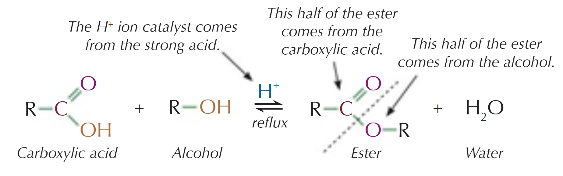 <p>When carboxylic acids are heated with an alcohol in the presence of a strong acid catalyst to produce an ester:</p><ul><li><p>concentrated sulfuric acid catalyst (H<sub>2</sub>SO<sub>4</sub>) is usually used, but HCl &amp; H<sub>3</sub>PO<sub>4</sub> can also be used</p></li></ul><p></p>