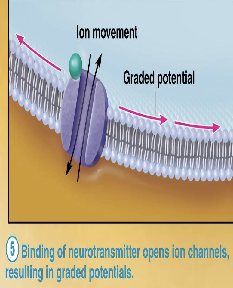 <ul><li><p>What do neurotransmitters bind to on the postsynaptic membrane?</p><ul><li><p>Binding of neurotransmitters opens what type of channels?</p><ul><li><p>What happens when chemically-gated ion channels open?</p></li></ul></li></ul></li></ul><p></p>