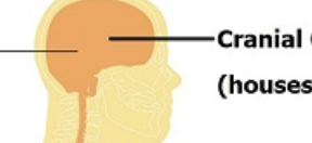 <p>Cavity inside the skull containing the brain. </p><p>IN DORSAL.</p>