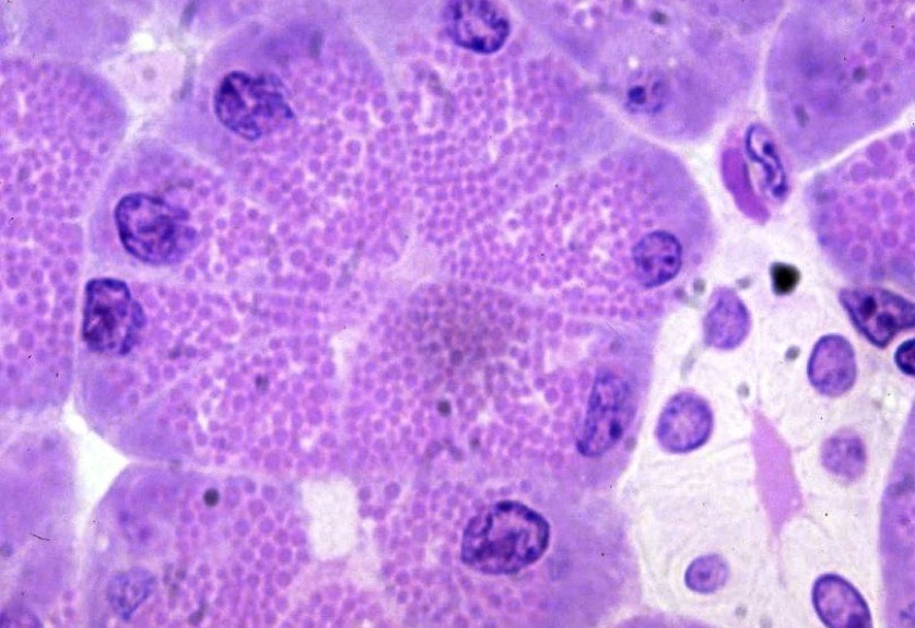 <p>Identify the Organ and Structures?</p>