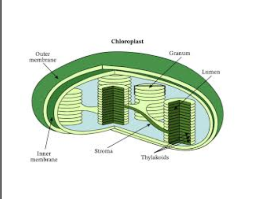 <p><span style="background-color: transparent;">Organelles found in plant cells that capture light energy from the sun and convert it into chemical energy (sugar) through photosynthesis.</span></p>