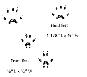 <p>Name this animal track</p>