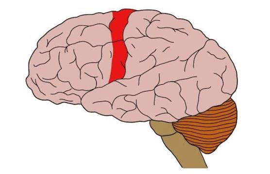 <p>What cortex is this?</p>