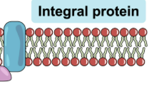 <ul><li><p>Embedded in lipid bilayer </p></li><li><p>Have one region that interacts with hydrophobic core </p></li><li><p>Transmembrane → span entire bilayer </p></li></ul><p></p>
