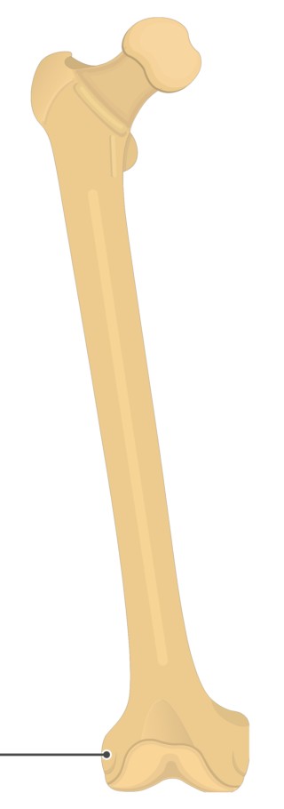 <p>Eminence above the condyle</p>