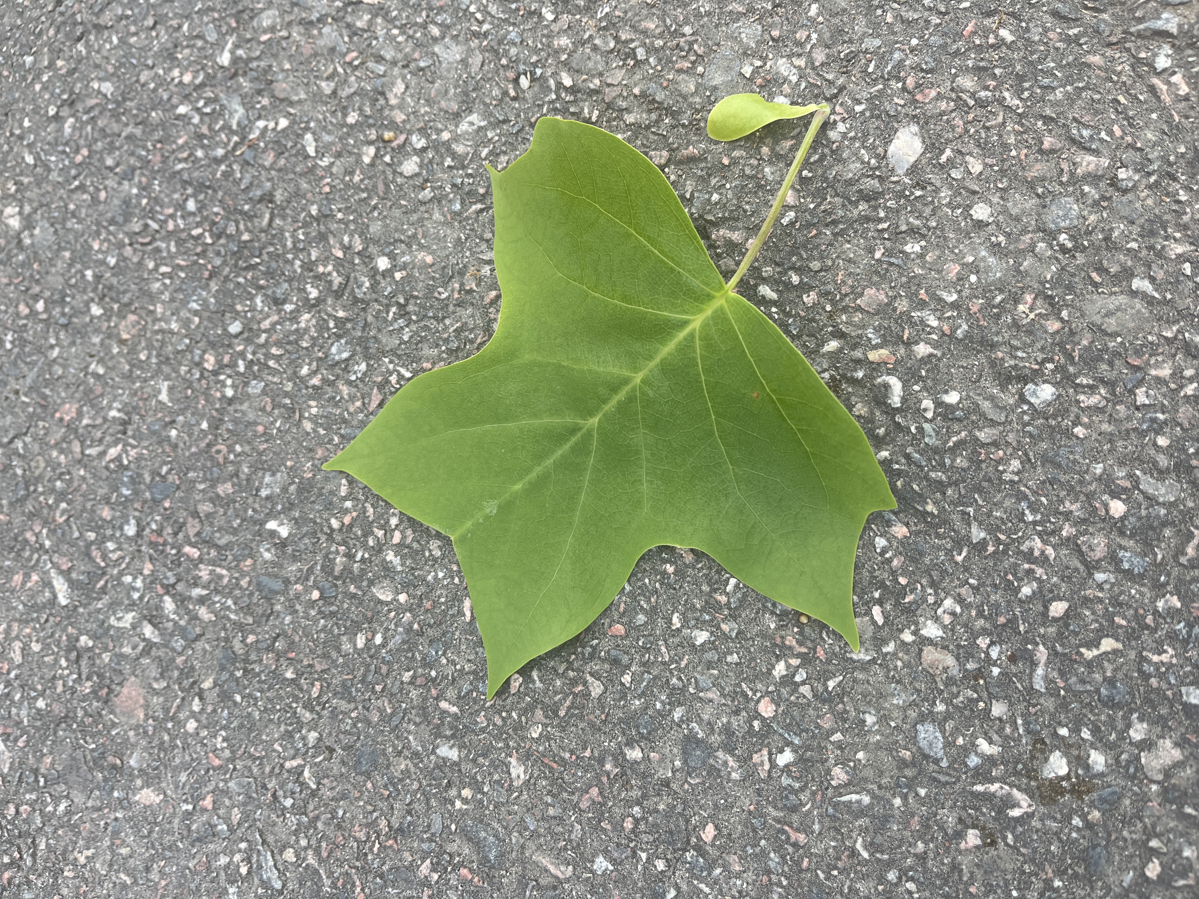 <p>Liriodendron tulipifera</p>