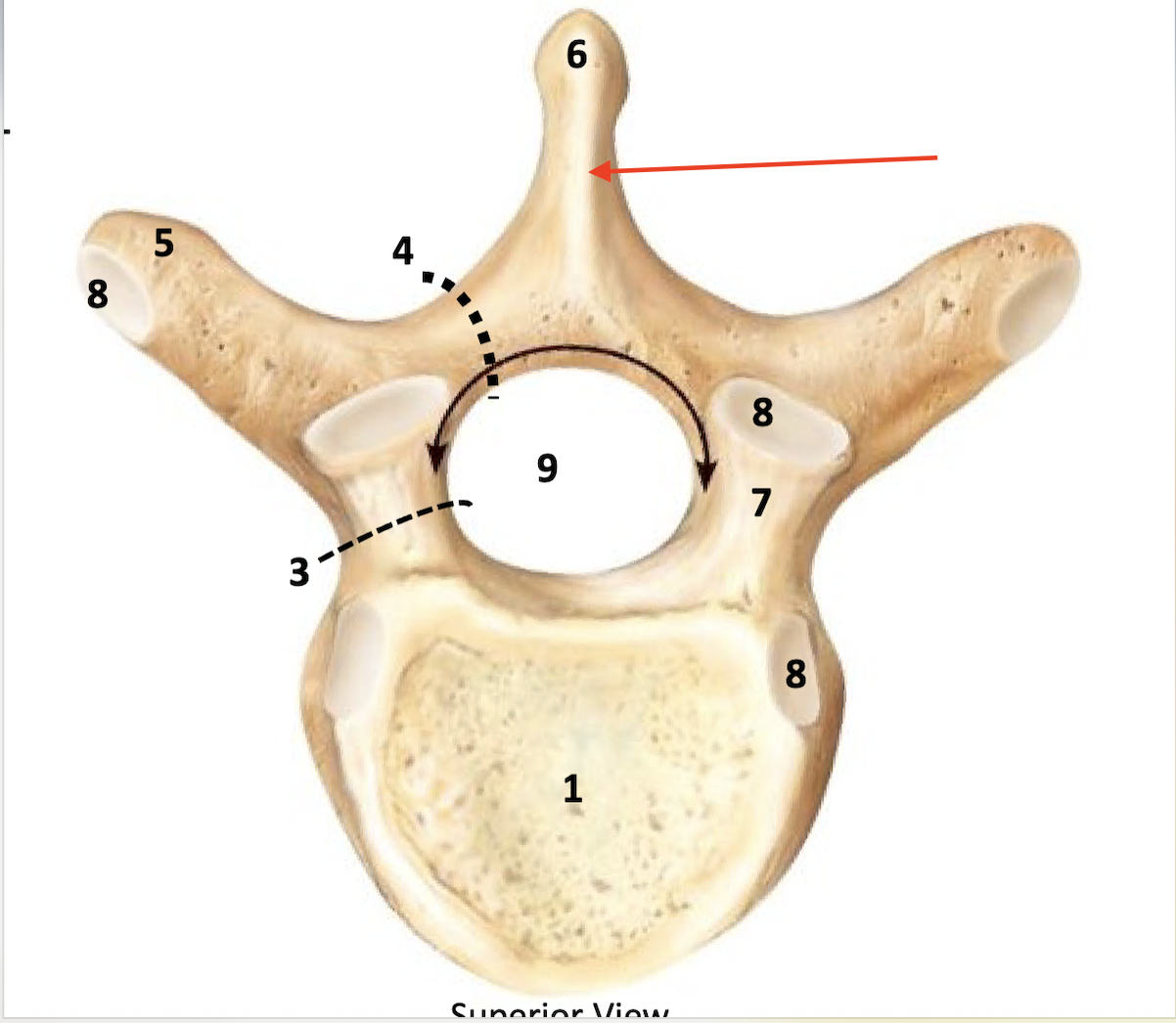 <p>site for muscle and ligament attachment</p>