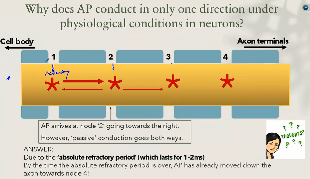 <ul><li><p>due to the absolute refractory period (which lasts for 1-2ms)</p></li><li><p>by the time the absolute refractory period is over, AP has already moved down the axon towards node 4</p></li></ul><p></p>