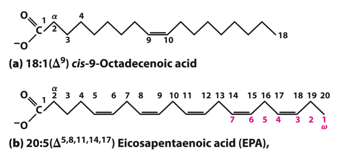 <p>Count Cs starting from carb acid C, db indicated by carbon closest to carb acid </p>