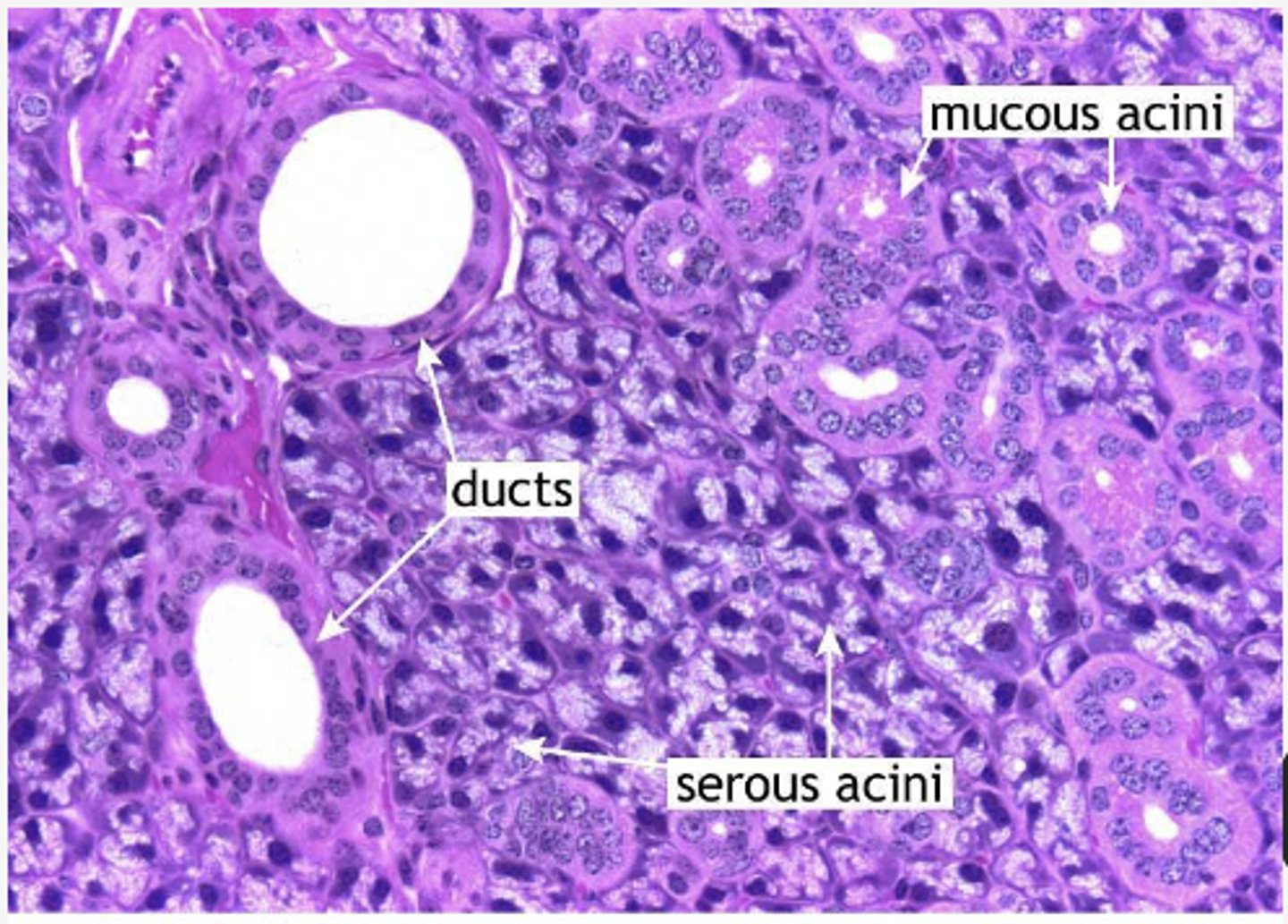 <p>Identify the organ</p>
