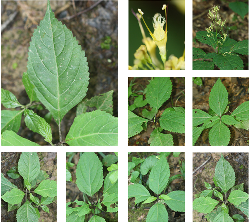 <p>Lamiaceae</p><p>Opposite</p><p>pinnate veins</p><p>large leaves</p><p>serrated margin</p>