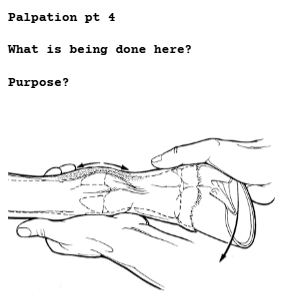 <p>Palpation of the Distal Limb (FL or HL)</p>