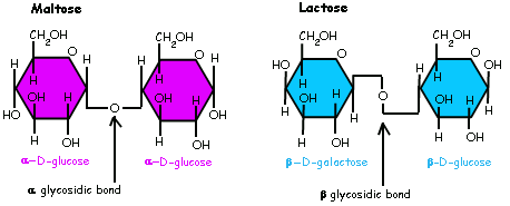 <p><span>What is a beta glycosidic bond?</span></p>