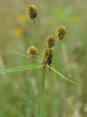 <p>Cyperus globulosus</p>