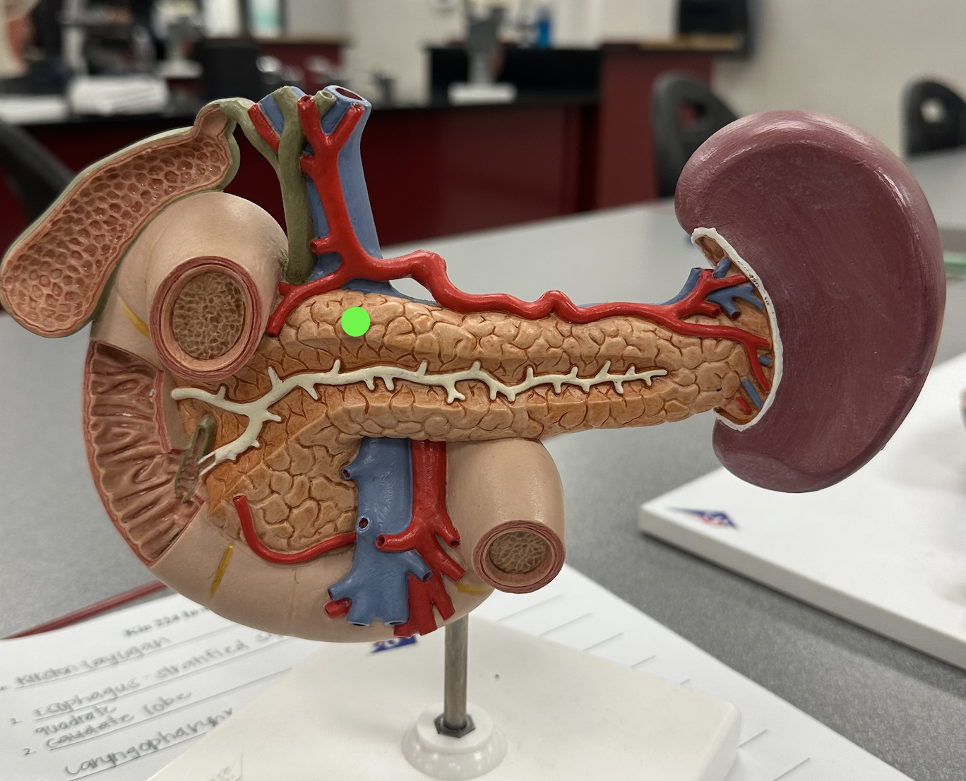 <p>Identify structure</p>