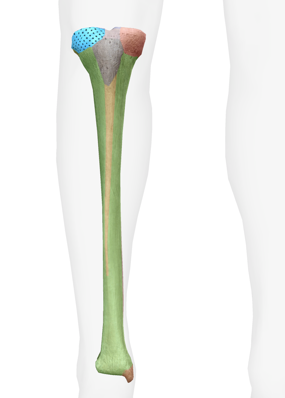 <p>What is this part of the tibia </p>