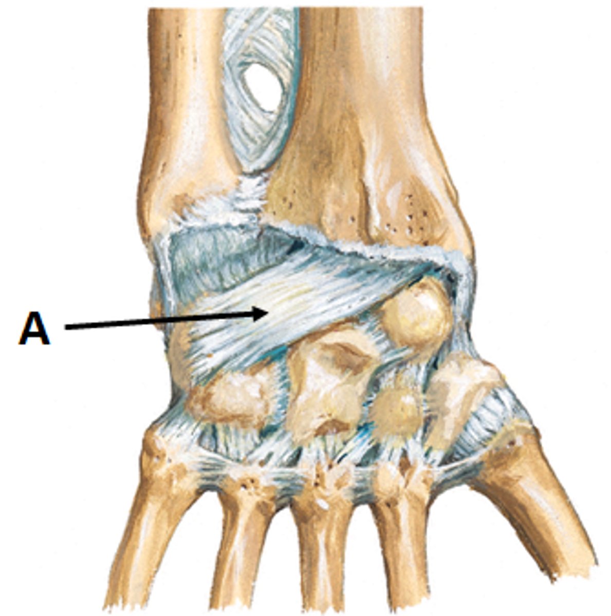 <p>limits wrist flexion</p>
