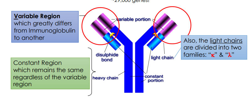 <p><span>The body creates nearly infinite diversity by mixing and matching small segments to make the </span><strong>variable region</strong><span> tips, scrambling the connections, pairing random </span><strong>light and heavy chains</strong><span>, and then snapping them onto a standard </span><strong>constant region</strong><span>.</span></p>