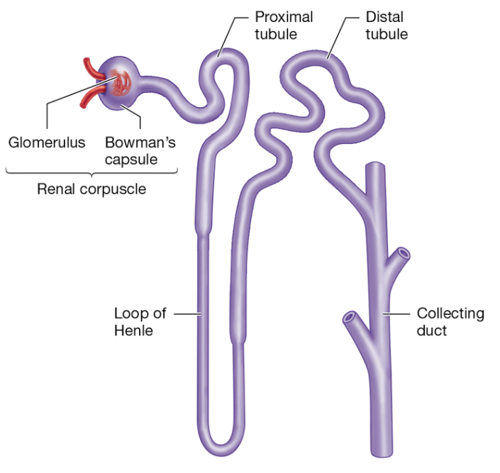 <p>Nephron Structure</p>