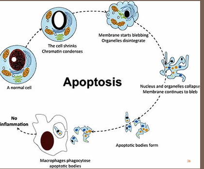 <p><span style="color: red;">controlled (programed) </span>cell death/breakdown of cells occurring in response to irreversible cellular damage or as part of normal growth and development.</p><p>Phases:</p><ul><li><p><span style="color: red;">Initiation:</span> caspases become catalytically active</p></li><li><p><span style="color: red;">Execution:</span> action of caspases causes cell death</p></li></ul><p></p>