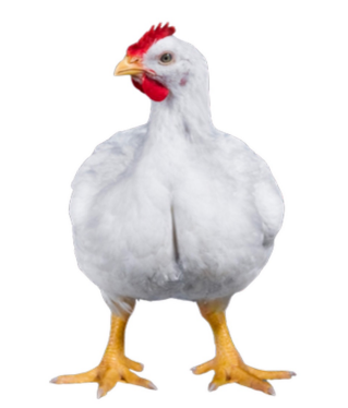<ul><li><p>Broiler ype</p></li><li><p>2.7 kg live weight at 6 weeks; up to 2.9kg by 8 weeks</p></li><li><p>USA</p></li><li><p>fast growth, high meat yield, good feed efficiency</p></li></ul><p></p>