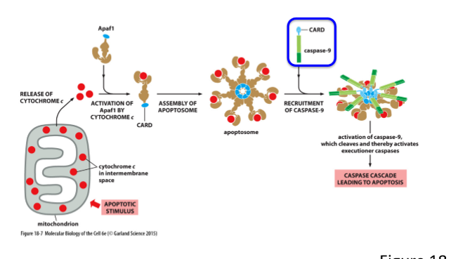 <ol><li><p>Cytochrome c is released into the cytosol binds to the adaptor protein, Apaf1 (apoptotic protease activating factor 1) </p></li><li><p>Apaf1 oligomerizes into a wheel-like heptamer - apoptosome </p></li><li><p>Apaf1 has a caspase recruitment domain (CARD) cluster in a central hub of the apoptosome</p></li><li><p>Apad1 CARD bind to similar CARD of caspase-9</p></li><li><p>Apaf1 CARD binding to CARD of caspase-9 activates caspase</p></li><li><p>Activated caspase-9 activates downstream executioner caspases</p></li></ol><p></p>