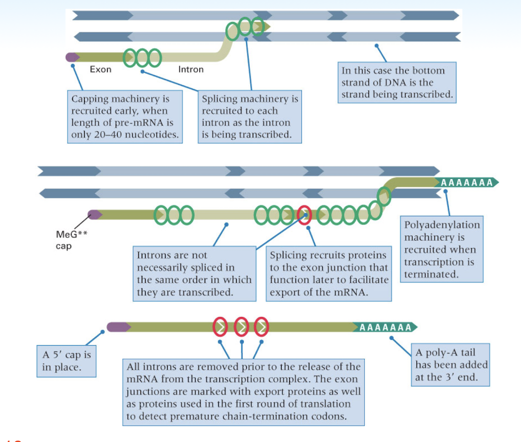 <p><strong>5’ guanine cap</strong>- addition of a 7-methylguanosine to the 5’ end of the RNA strand</p><p><strong>3’ polyadenylation</strong>- addition of ~200 nucleotide polyA tail (stops enzymes from destroying strand in cytoplasm)</p><p><strong>splicing</strong>- removal of intron and joining of exons</p>