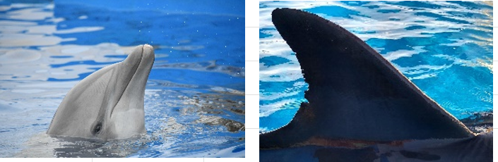 <p>DOB: June 30, 1994</p><p>Key Features: Zigzagged dorsal fin, white on dorsal fin</p><p>Relations: No direct familial relations at Marineland at this time. </p>