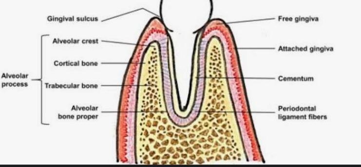 <p>Alveolar process</p><ul><li><p>its like the jaw bone ridge</p></li></ul><p></p>