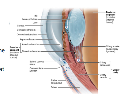 <ul><li><p>anterior segment → between cornea and lens (includes lens)</p><ul><li><p>contains aqueous humor, fluid formed and drained throughout life</p></li><li><p>lens → biconvex structure that helps focus light on retina </p></li></ul></li><li><p>posterior segment → everything posterior to lens </p><ul><li><p>contains vitreous humor, a gel-like fluid formed during embryonic development that lasts a lifetime </p></li></ul></li><li><p>like lens, aqueous humor and vitreous humor help refract light </p></li></ul><p></p>