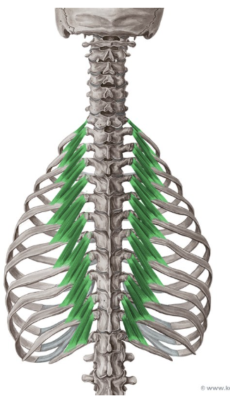 <p><mark data-color="red" style="background-color: red; color: inherit;">-o: TP C7-T10</mark></p><p>-i: angle of ribs 1-2 segments inferior to origin</p><p><strong>-act: elevate ribs; aid in lateral flexion</strong></p><p><strong>-in: dorsal rami </strong>C7-T11</p><p>-blood:</p><p>-type: flat</p>