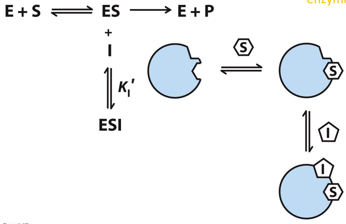 <ul><li><p>Inhibitor binds to separate site on ONLY the <span style="color: rgb(138, 205, 246);"><strong>enzyme-substrate complex</strong></span></p></li></ul><p></p>