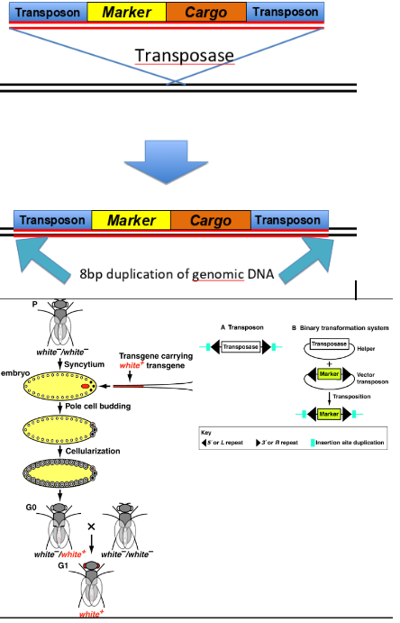 <p>-insert a reporter gene with a basal promoter, expression will rely on being activated by genomic enhancer elements</p><p>-inject plasmid DNA into embryo leading to transposon-mediated trnasformation (inject transposase helper plasmid and vestor transposon plasmid)</p>