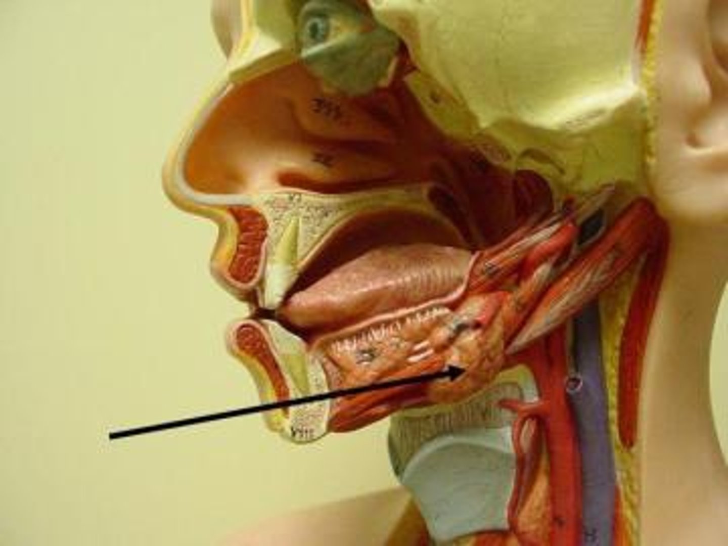 <p>a salivary gland inside the lower jaw on either side that produces most of the nocturnal saliva</p>