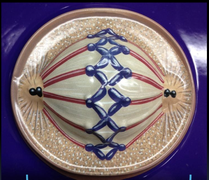 <p>5.) early anaphase </p>