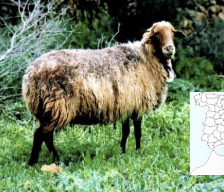 term image