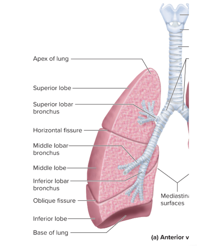 <p>3 lobes of the right lung</p>
