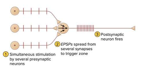 <ul><li><p>ADD effect </p></li><li><p>many EPSP made at diff synapses on SAME POSTsynaptic neuron at SAME time</p></li><li><p>many neurons fire same time </p></li></ul><p></p><p>same for IPSP but opp effect → INC hyperpolarization</p><p></p>