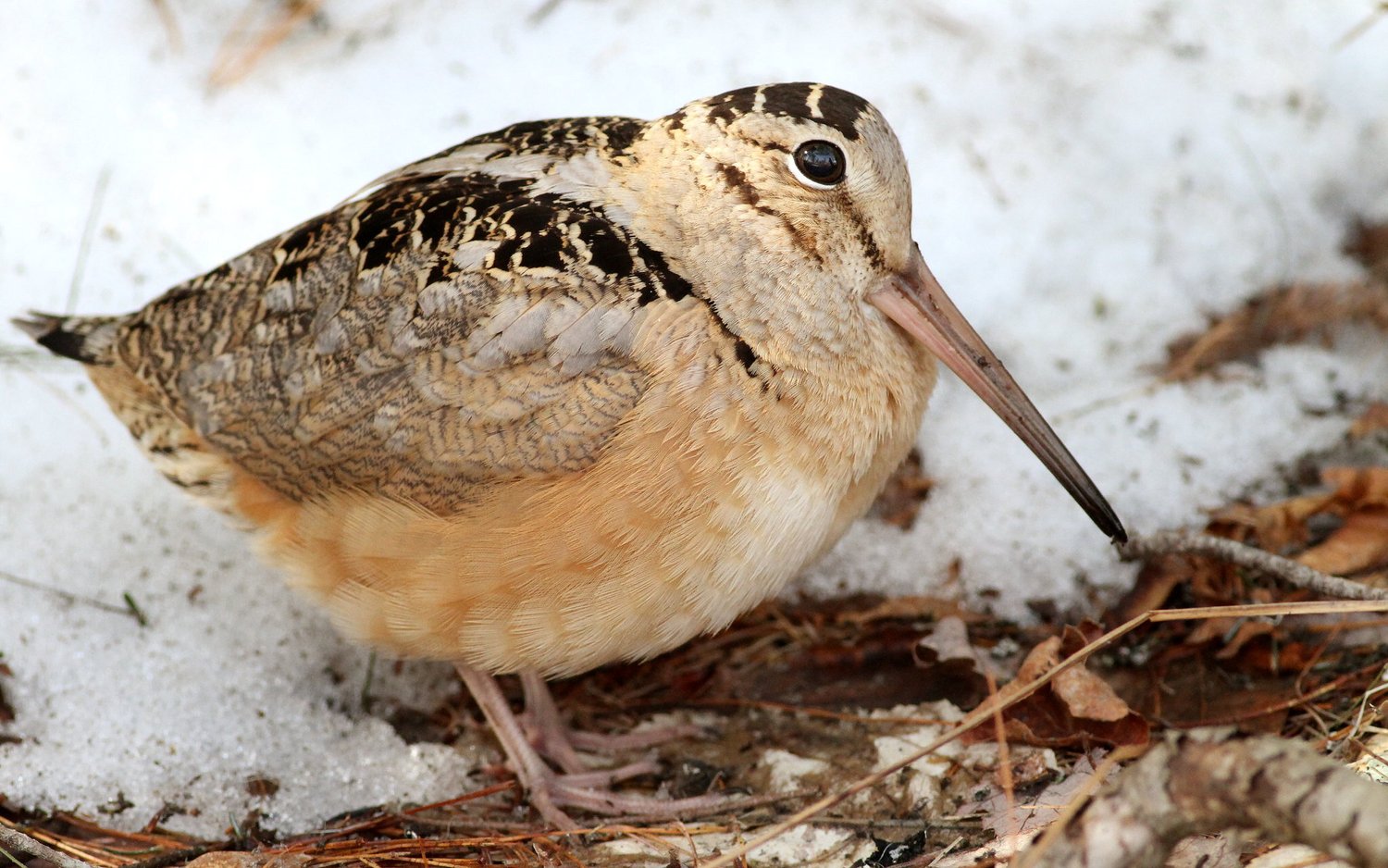 <p>American Woodcock </p>