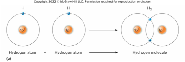 <p>Covalent bonds</p>